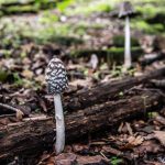 Cercano funghi ma trovano la morte: cosa è successo a due appassionati