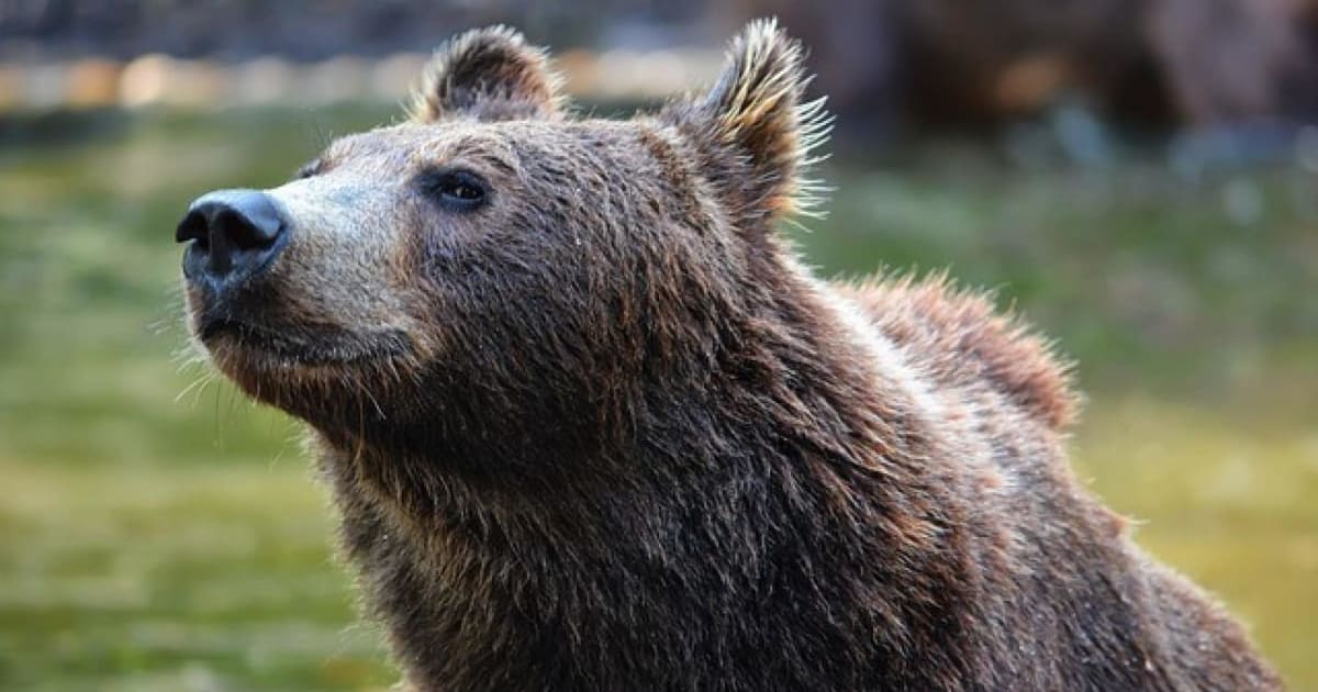 Aggredito da un orso mentre andava a funghi, ferite in tutto il corpo: ecco dove e successo