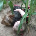 Poliziotti sentono abbai provenire da un campo di mais, trovano bambina scomparsa protetta dal suo cane