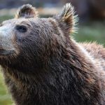 Aggredito da un orso mentre andava a funghi, ferite in tutto il corpo: ecco dove e successo